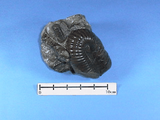 化石 テトラゴニテス 検索結果 | 秋田大学鉱業博物館