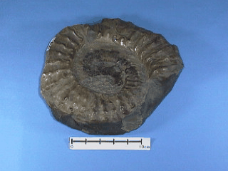 詳細情報 | 秋田大学鉱業博物館