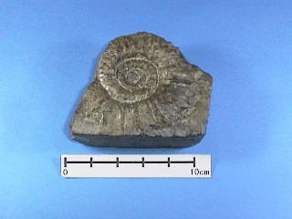 検索結果 | 秋田大学鉱業博物館