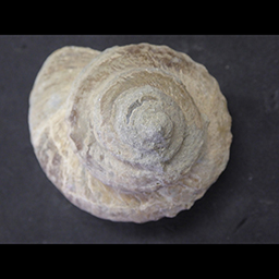 卯原内貝化石