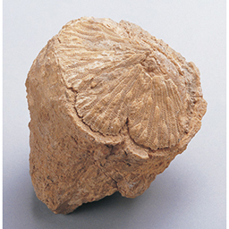示準化石教材標本