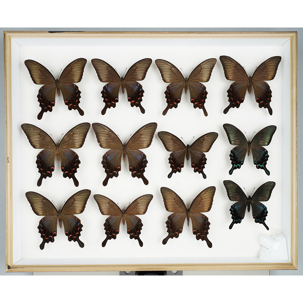 九大博物館 | カラスアゲハ (アゲハチョウ科、カラスアゲハ群) Papilio dehaanii dehaanii | 昆虫 | 烏山邦夫