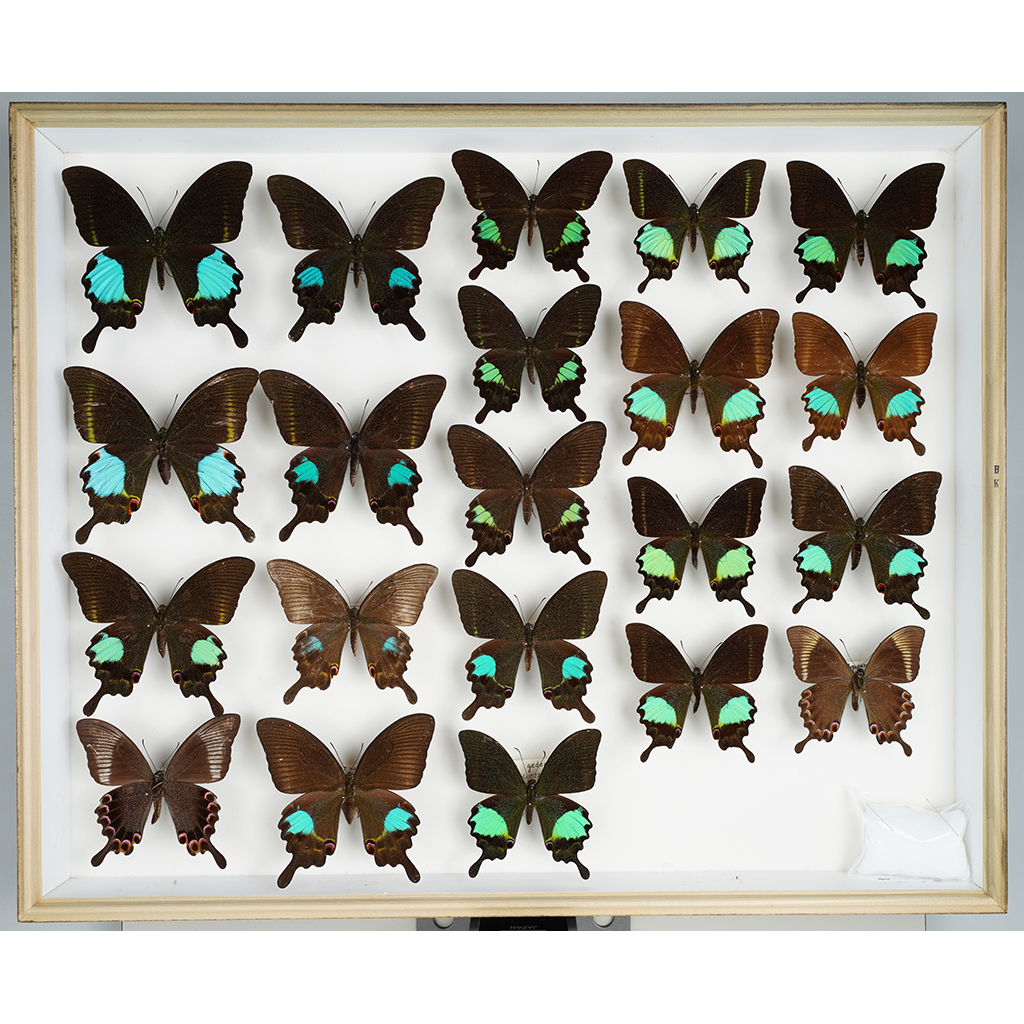 九大博物館 | アゲハチョウ属 (アゲハチョウ科、カラスアゲハ群) Papilio paris et. | 昆虫 | 烏山邦夫鱗翅類