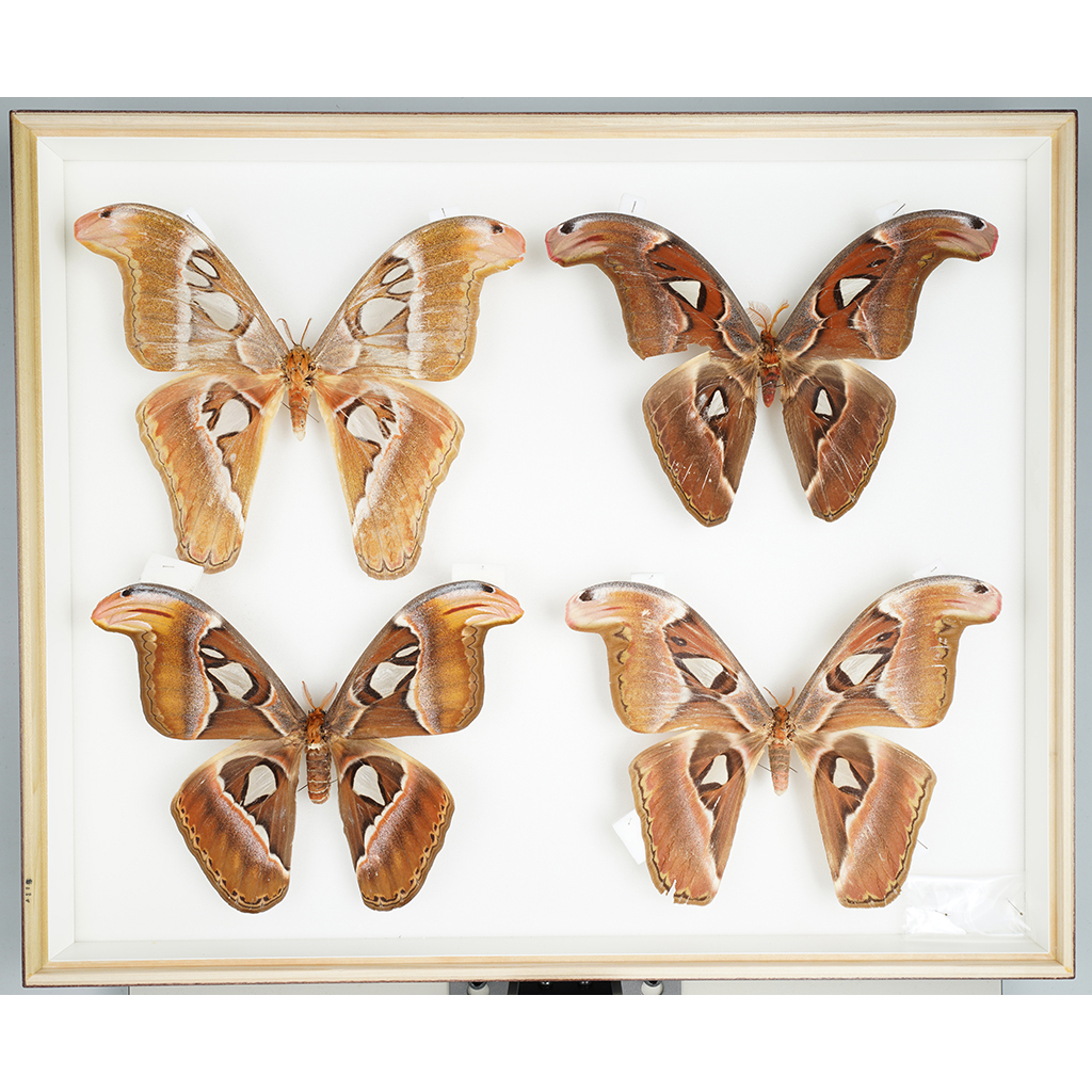 九大博物館 | カエサルサン(ヤママユガ科） | 昆虫 | 烏山邦夫鱗翅類