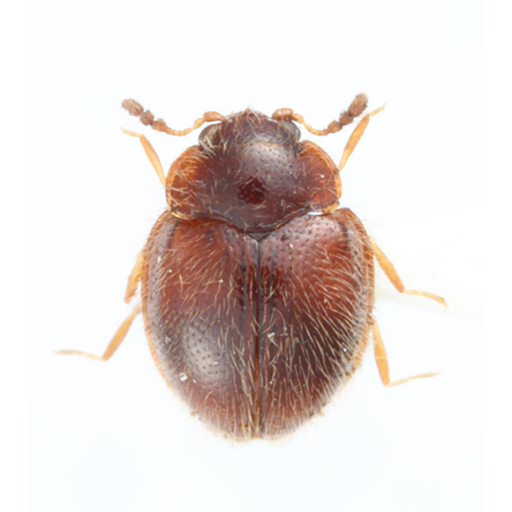 九大博物館 | Dexialia minor (Chujo, 1941) | 昆虫 | 佐々治