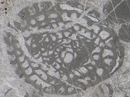 GKD1852_3
