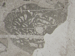 GKD1878_1