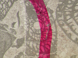 GKD1882_1