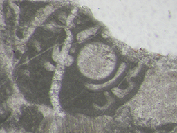 GKD1883_2