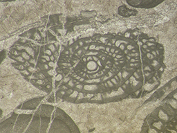 GKD1884_3