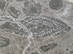 GKD1884_5