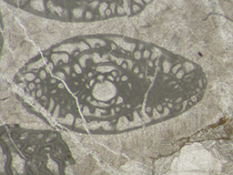 GKD1884_6