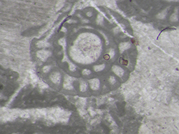 GKD1885_4