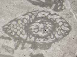 GKD1885_6