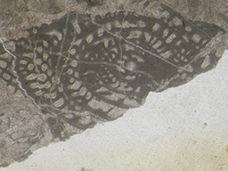 GKD1886_3