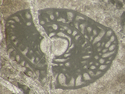 GKD1886_5