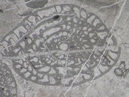 GKD1887_3