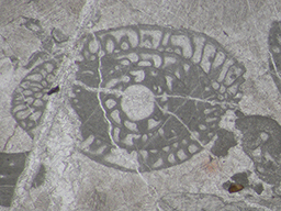 GKD1887_5