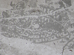GKD1888_1