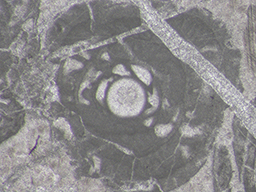 GKD1907_10