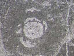 GKD1907_3