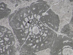 GKD1907_4