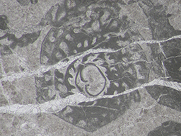 GKD1907_5