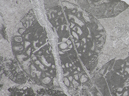 GKD1908_4
