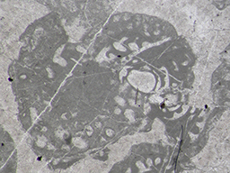GKD1909_4