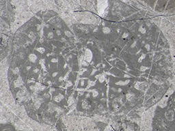 GKD1909_5