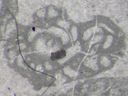 GKD1909_6