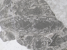 GKD1913_1
