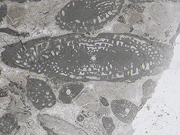 GKD1914_3