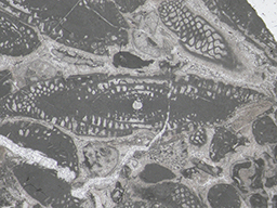 GKD1917_2