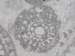 GKD1918_2