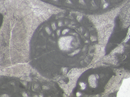 GKD1919_4