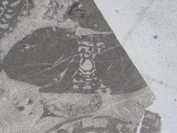 GKD1920_2