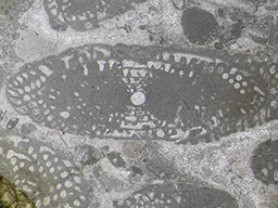 GKD1923_3