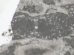 GKD1926_2