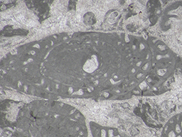 GKD1926_3