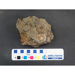 ギャラリー | 不動寺康弘コレクション | 佐賀県立宇宙科学館 所蔵化石