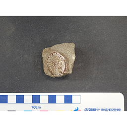 ギャラリー | 不動寺康弘コレクション | 佐賀県立宇宙科学館 所蔵化石